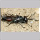 Astata boops - Wanzengrabwespe m11 10mm.jpg